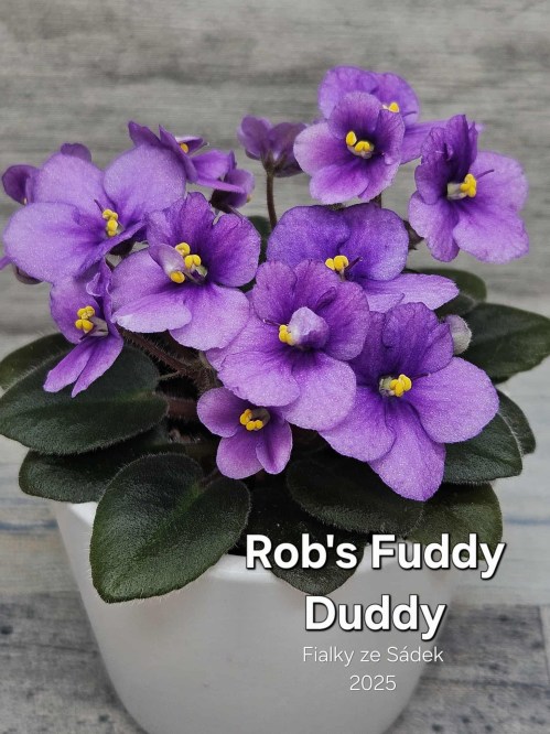 Rob's Fuddy Duddy